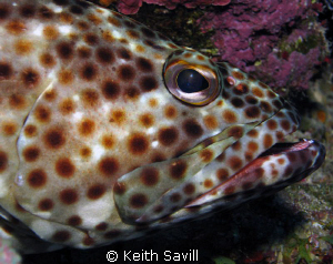 I just love the shape of the eye.... by Keith Savill 